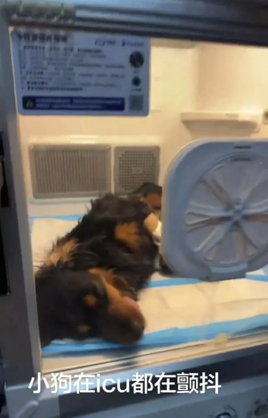 云南大理一烈性犬撕咬牵绳小狗,女子解救也受伤