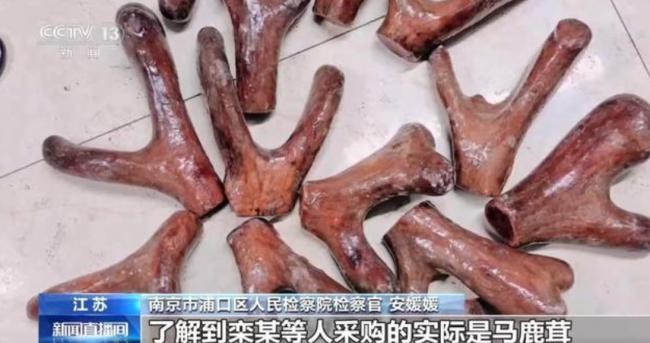 央视揭强卖鹿茸 价格从50变6000 大爷不买被踹翻 央视揭强卖鹿茸 价格从50变6000 大爷不买被踹翻