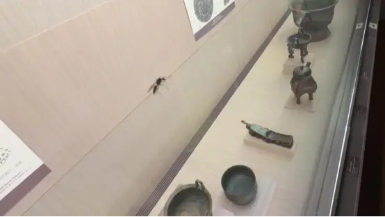 台北故宫博物院展柜里出现蚂蚁,馆方预防性卸展